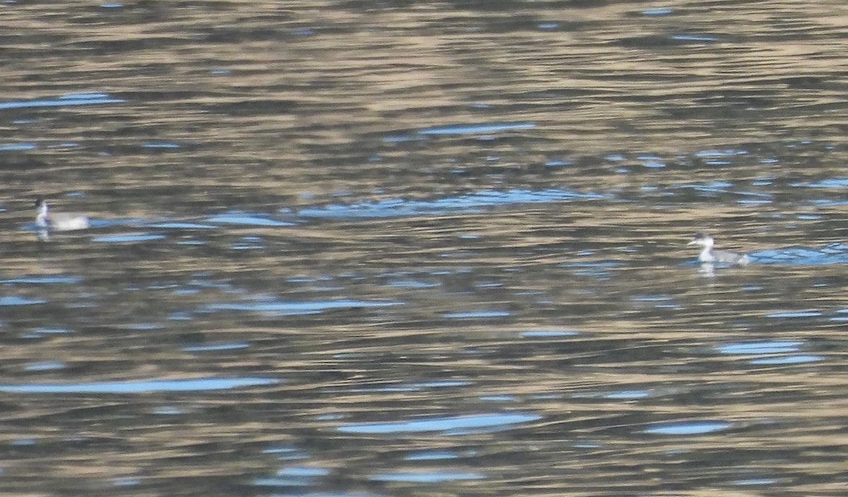 Horned Grebe - Jake Ruygt