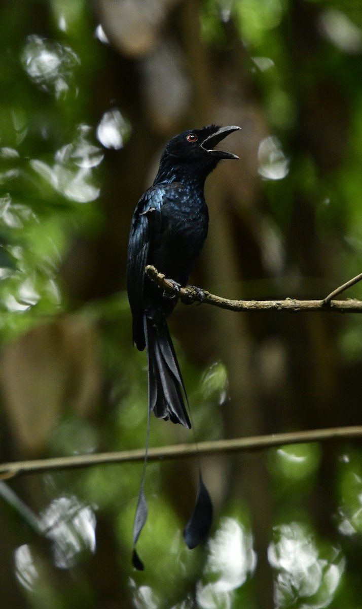 Greater Racket-tailed Drongo - WK Ng