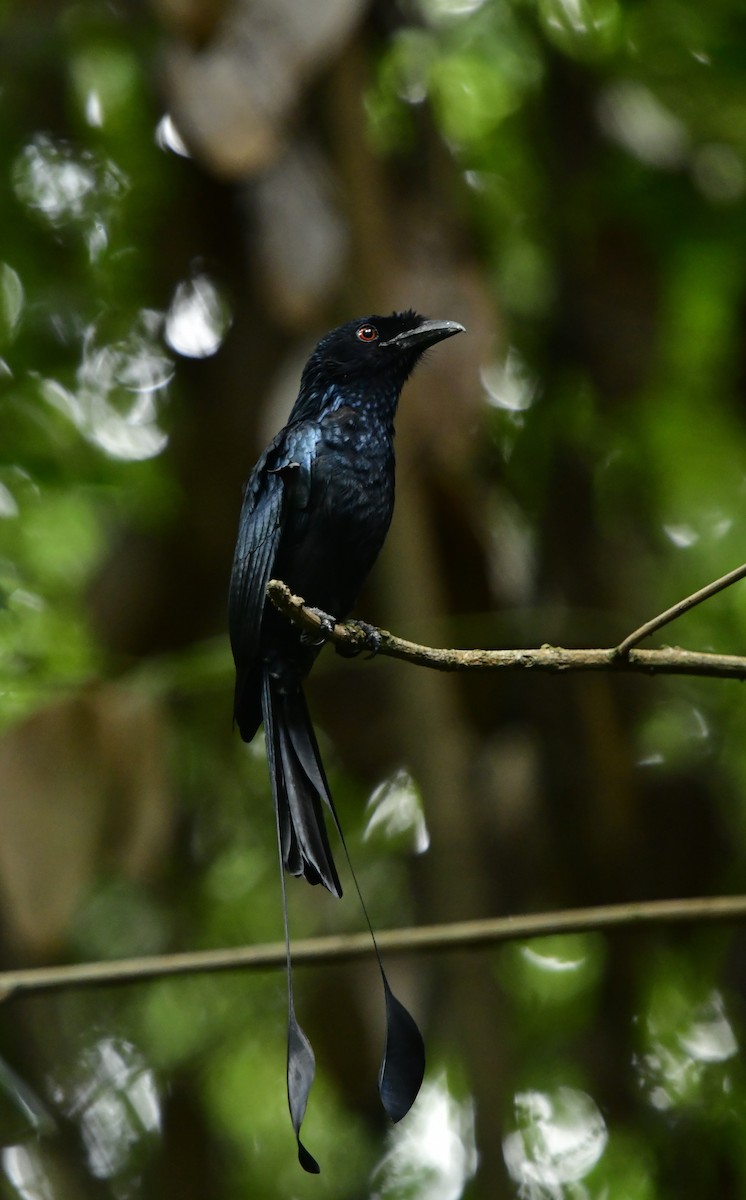 Greater Racket-tailed Drongo - WK Ng