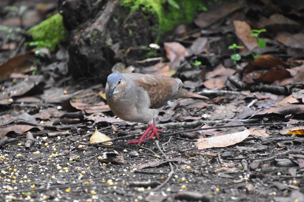 Gray-headed Dove - ML611076275