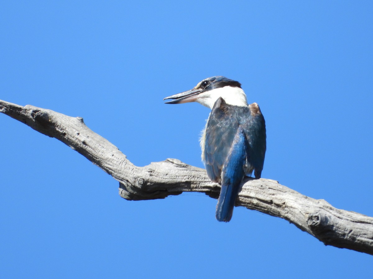 Sacred Kingfisher - ML611076305