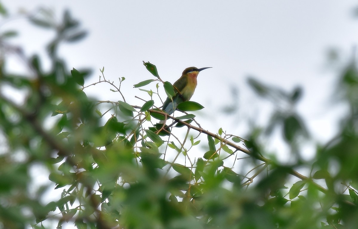 Blue-tailed Bee-eater - ML611076320