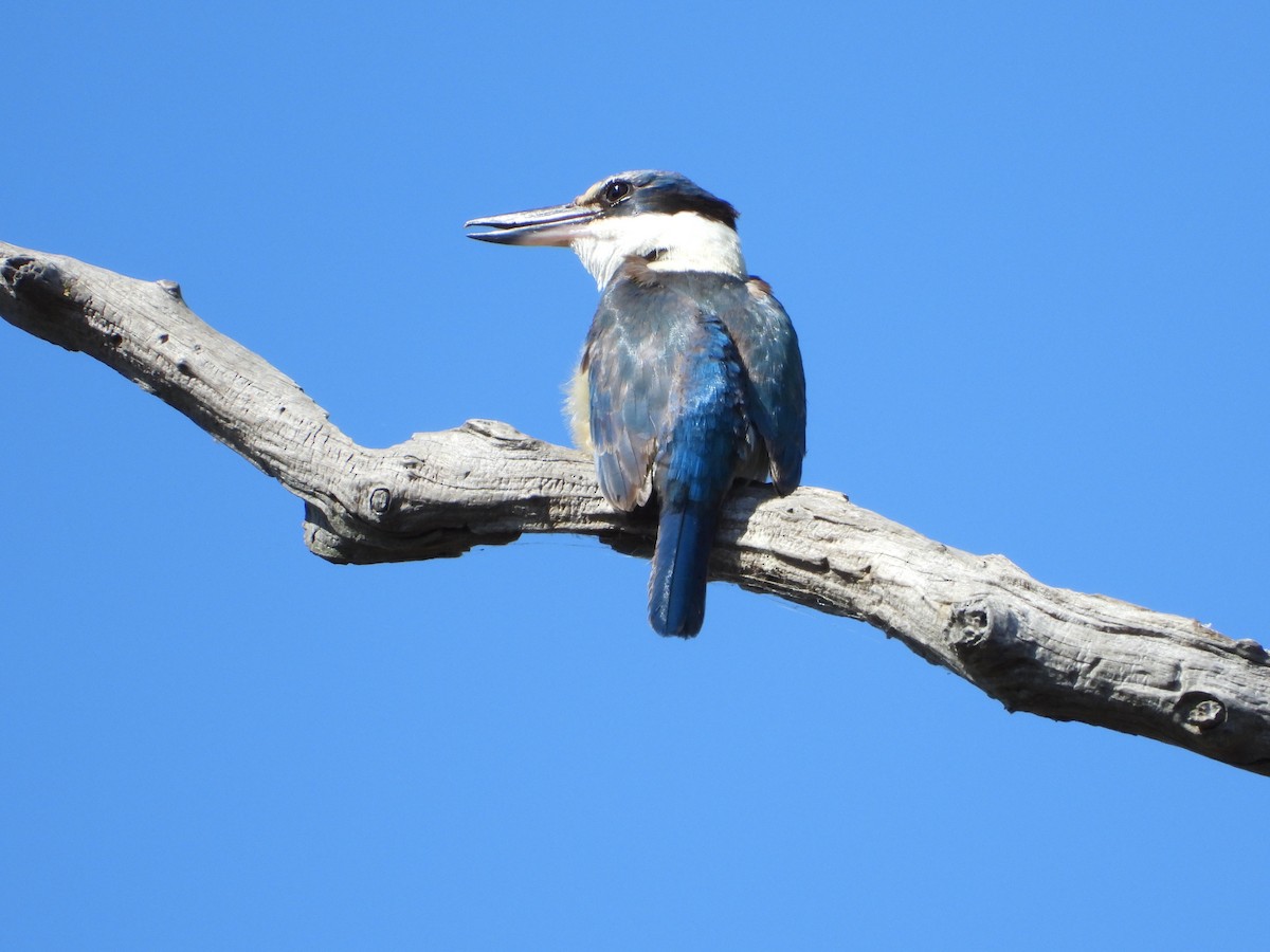 Sacred Kingfisher - ML611076346