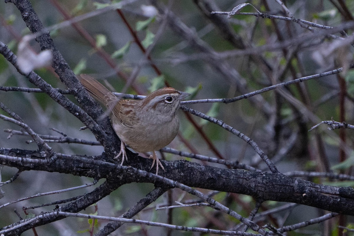 Rufous-crowned Sparrow - ML611076364