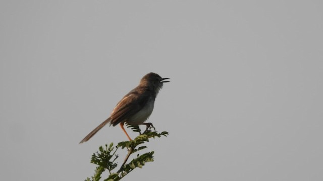 Plain Prinia - ML611076449