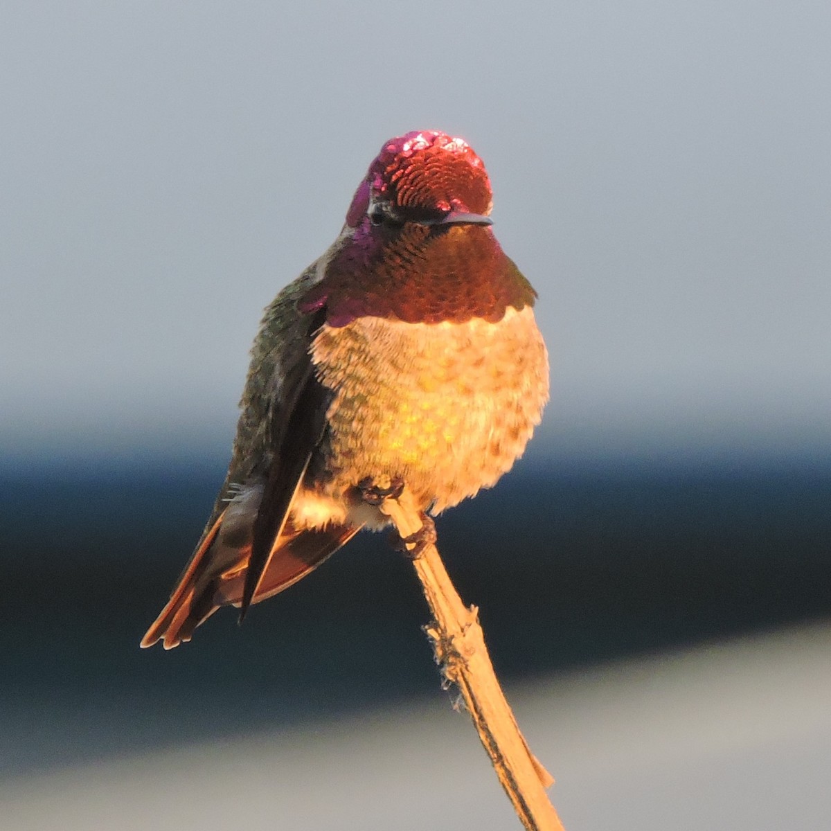 Anna's Hummingbird - Dawn Hovey