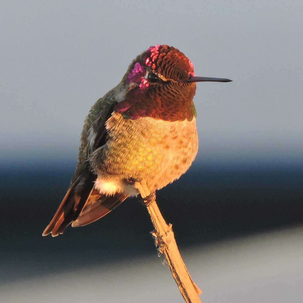 Anna's Hummingbird - Dawn Hovey