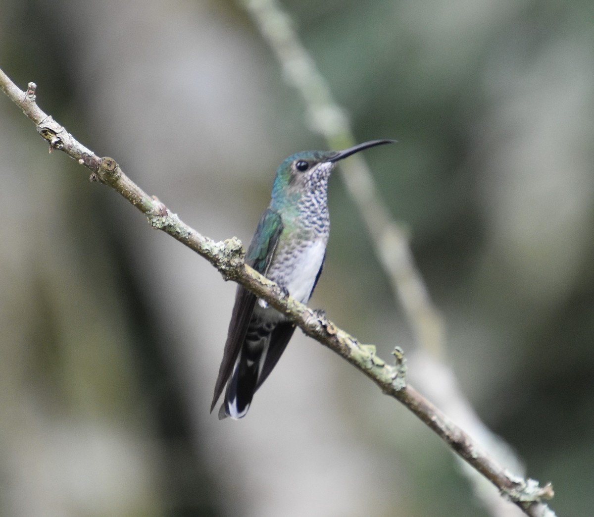 White-necked Jacobin - ML611076544