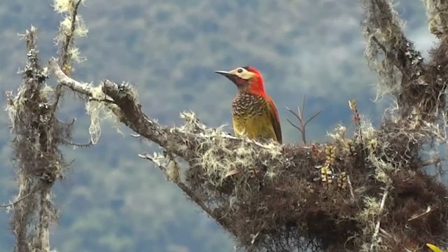 Crimson-mantled Woodpecker - ML611076573