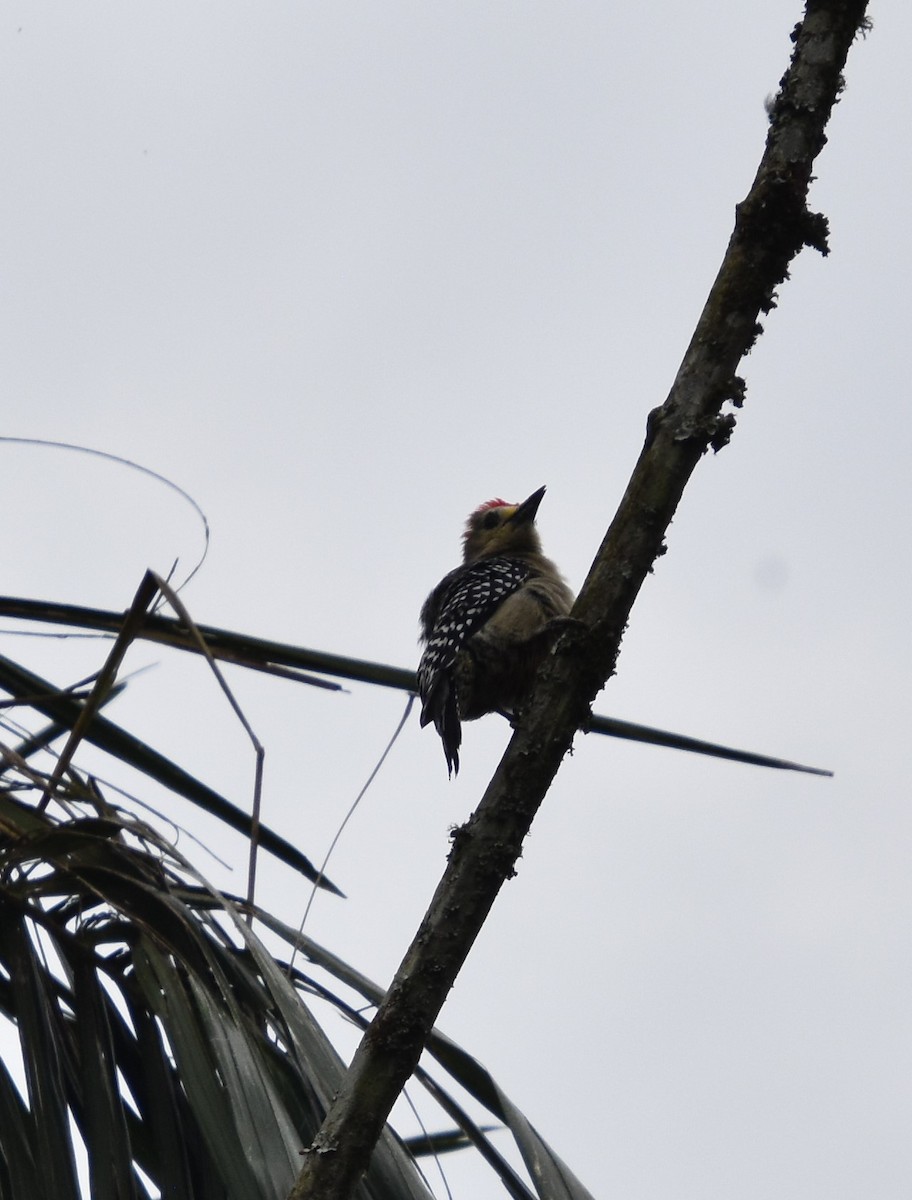Red-crowned Woodpecker - ML611076631