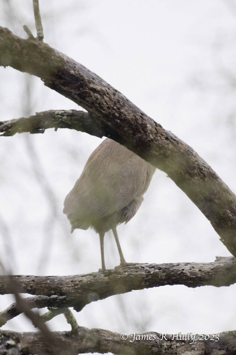 Bare-throated Tiger-Heron - ML611076646