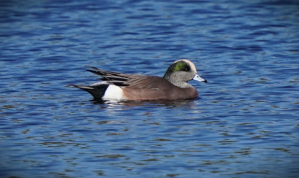 American Wigeon - ML611076665