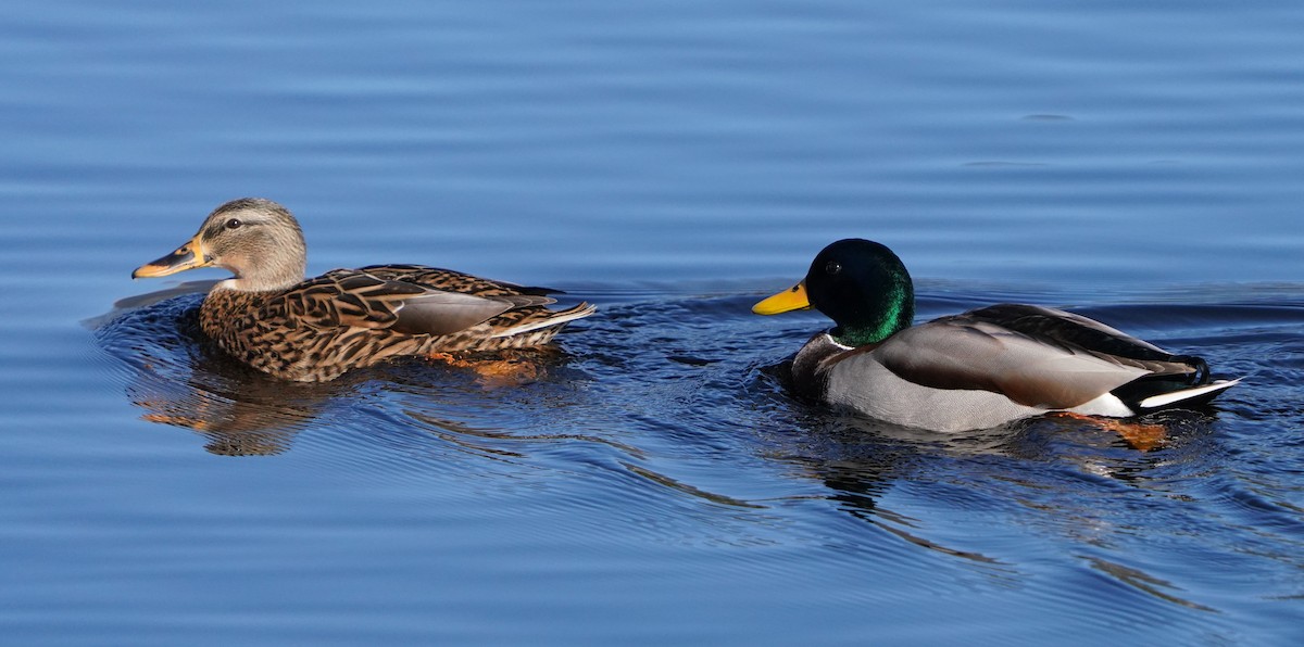 Mallard - Richard Block