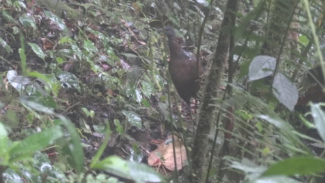 Tinamou à capuchon - ML611076707