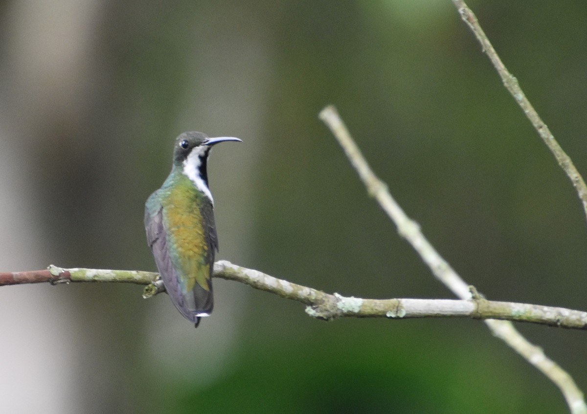 kolibřík tropický - ML611076734
