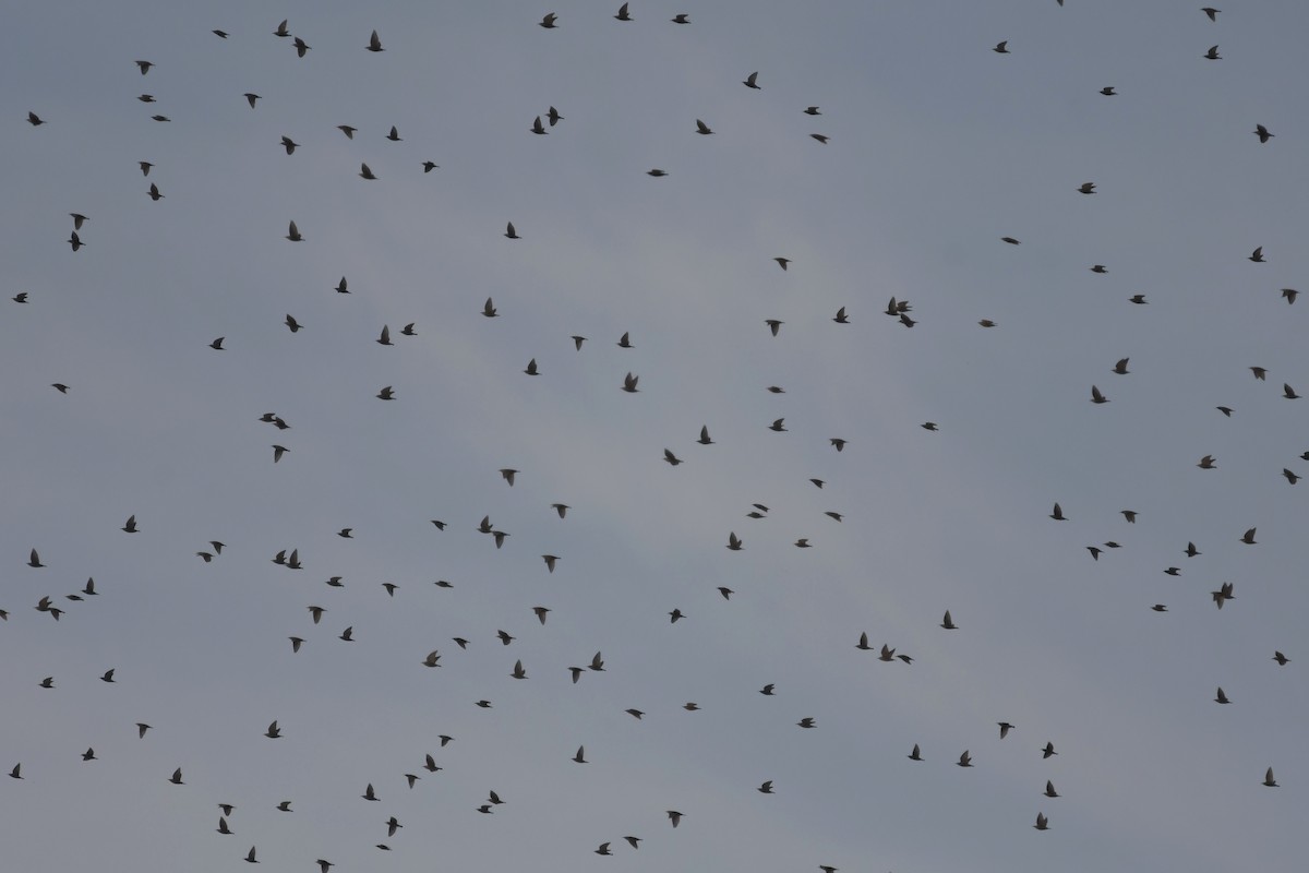 blackbird sp. - ML611076767