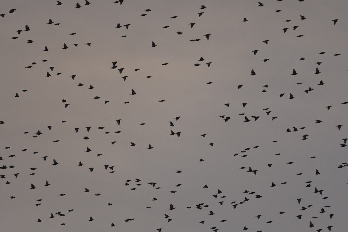 blackbird sp. - ML611076770