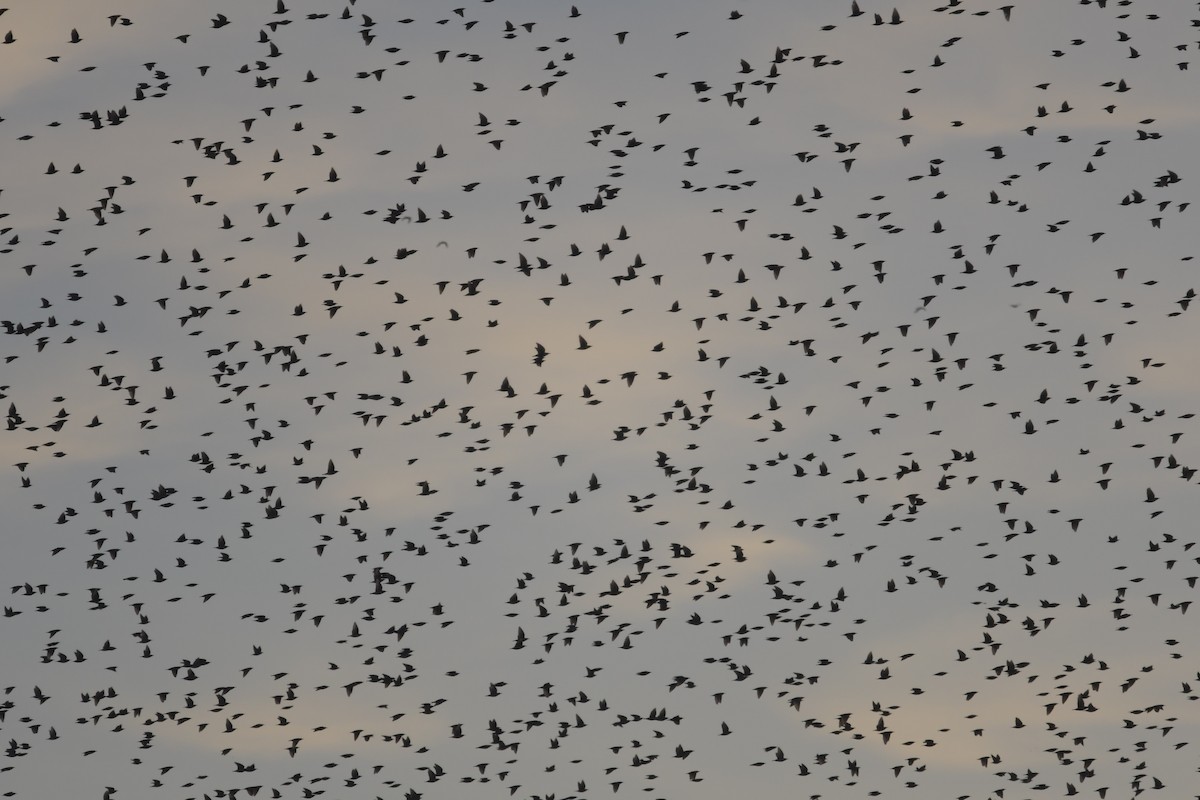 blackbird sp. - ML611076771