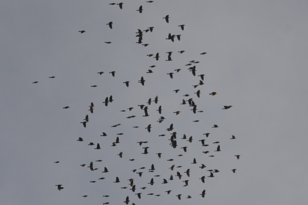 blackbird sp. - ML611076773