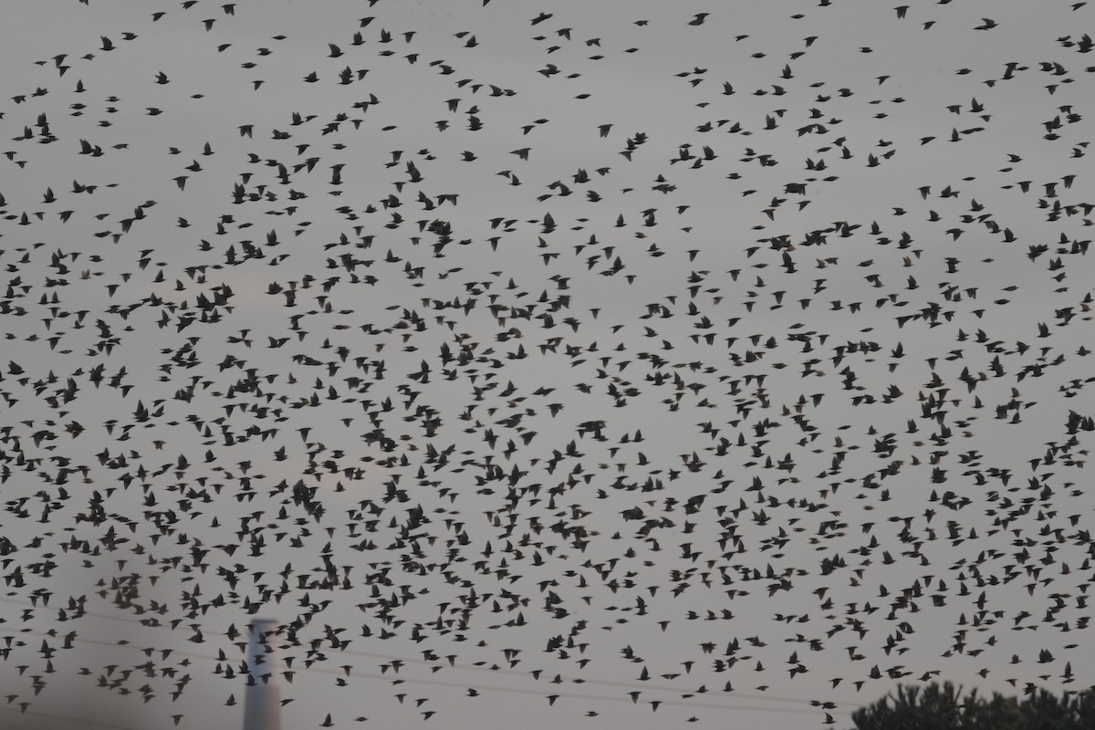 blackbird sp. - ML611076776