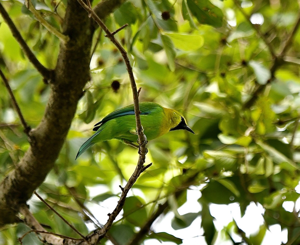 Blue-winged Leafbird - ML611076793
