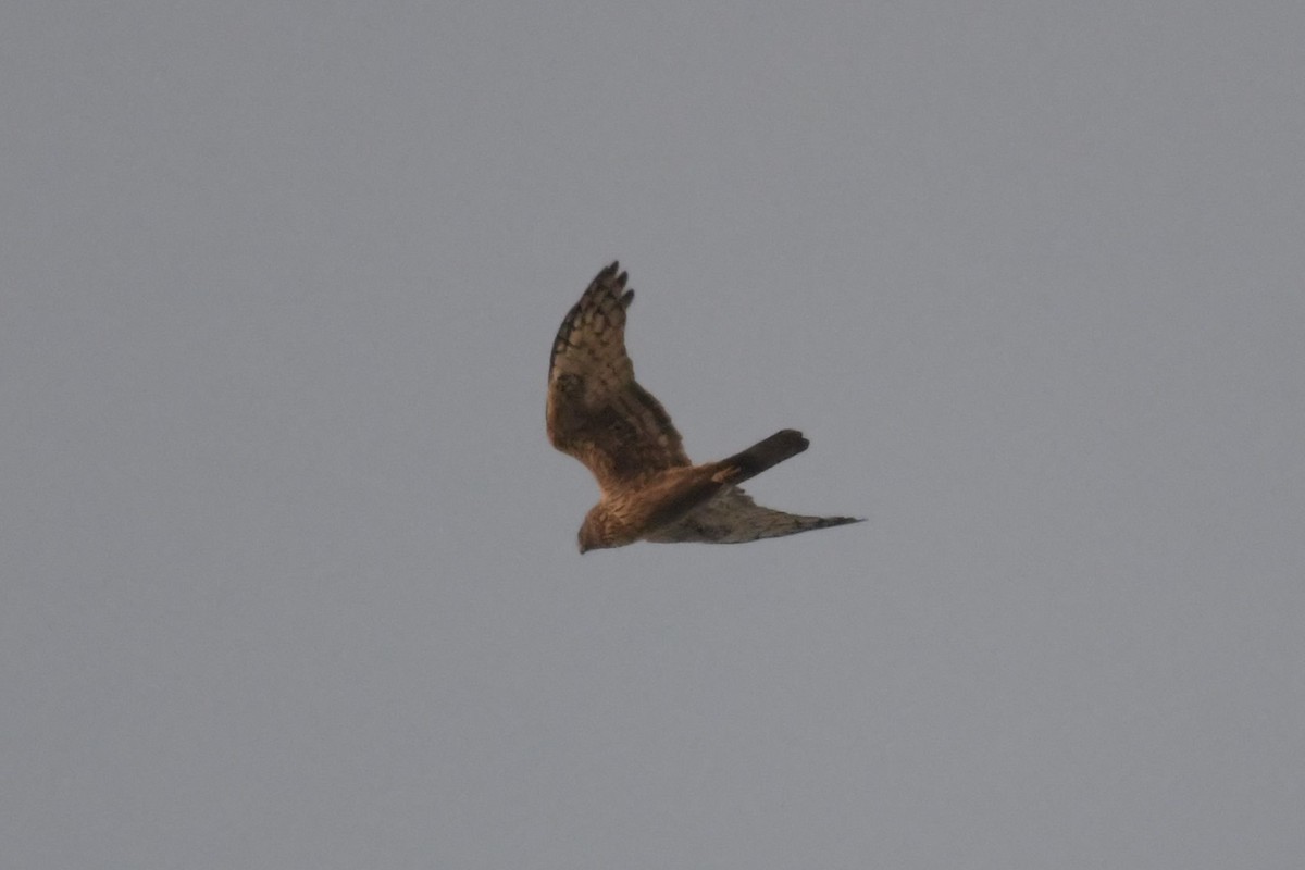 Northern Harrier - ML611076803