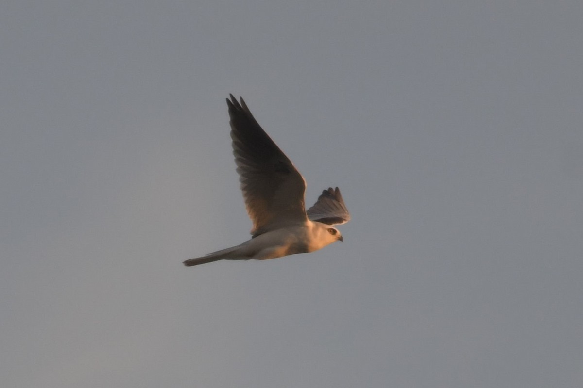 White-tailed Kite - ML611076813