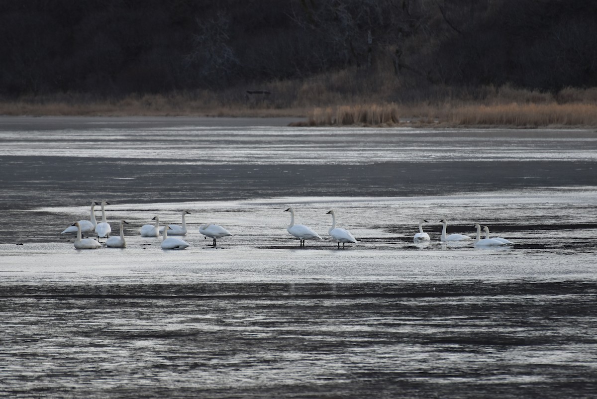 Cisne Trompetero - ML611076815