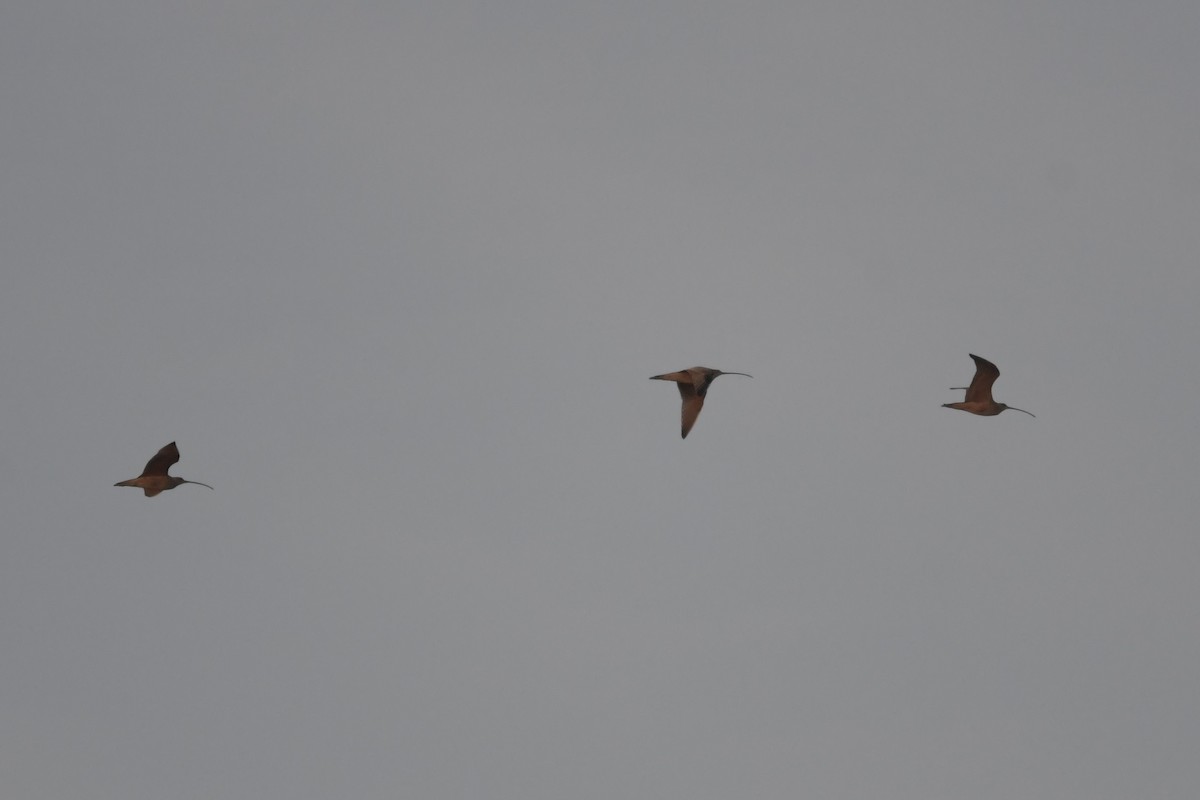 Long-billed Curlew - ML611076816