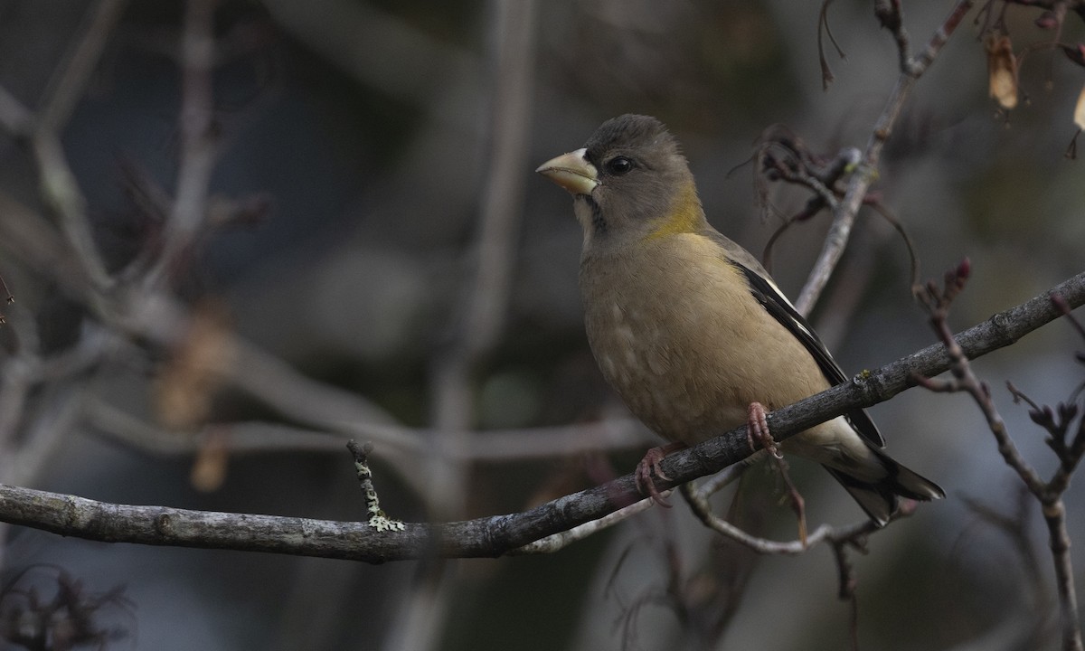 Evening Grosbeak (type 1) - ML611076817