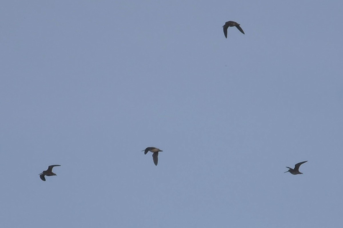 Wilson's Snipe - ML611076839