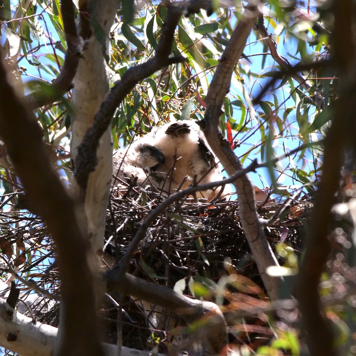 Brown Goshawk - ML611076865