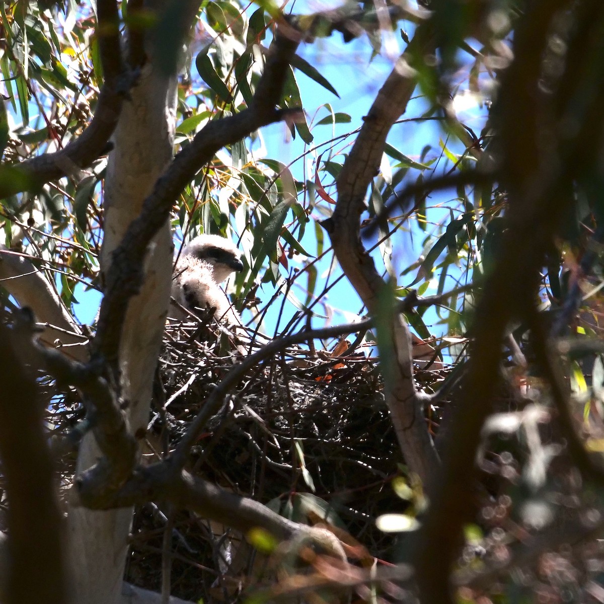 Brown Goshawk - ML611076881