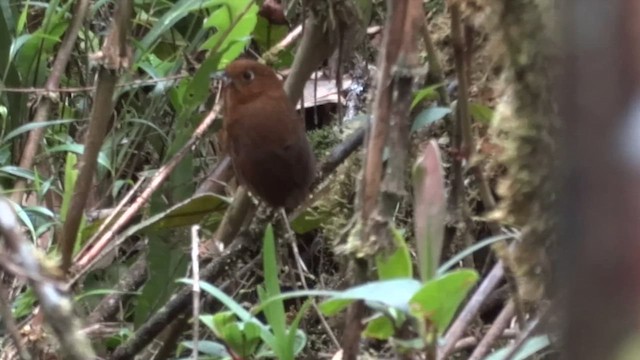 Urubamba Antpitta - ML611076925