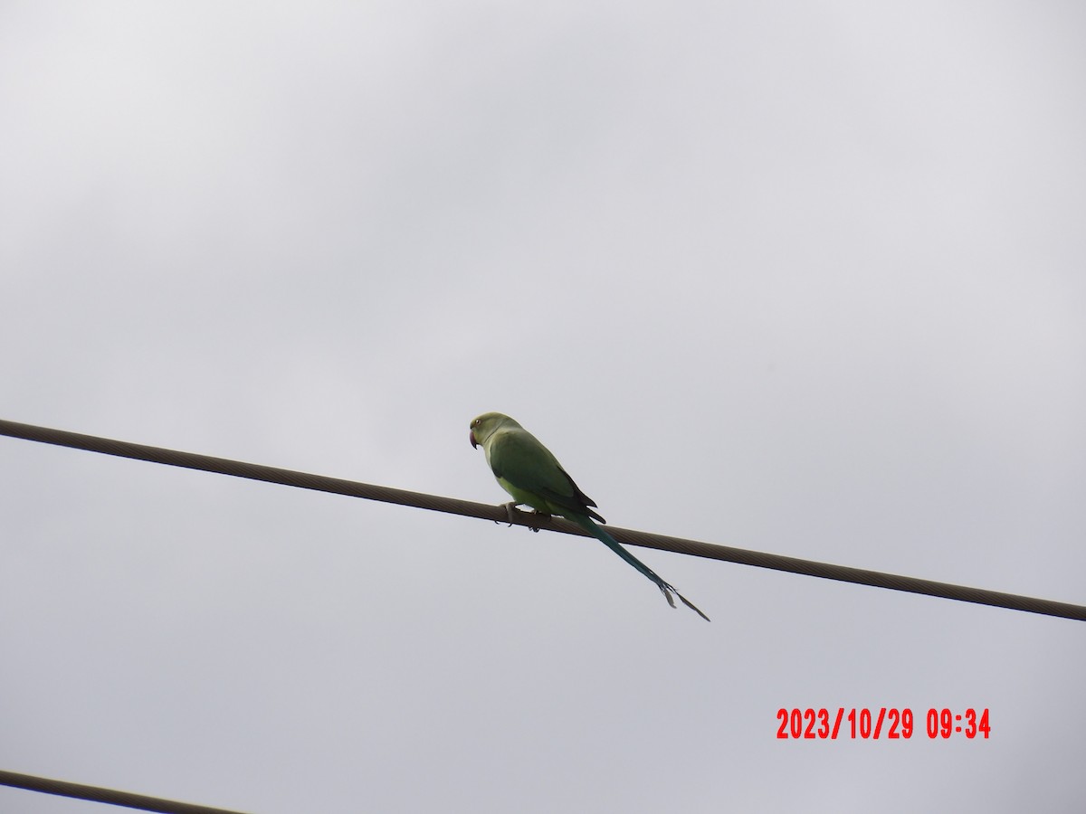 Rose-ringed Parakeet - Nithin Sasikumar