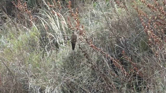 Colibrí Gigante - ML611077085