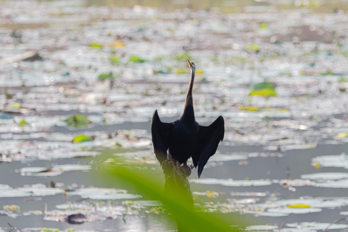 Oriental Darter - ML611077167