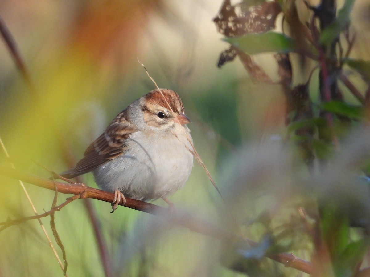 Chipping Sparrow - ML611077197