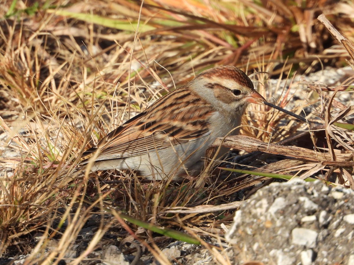 Chipping Sparrow - ML611077198