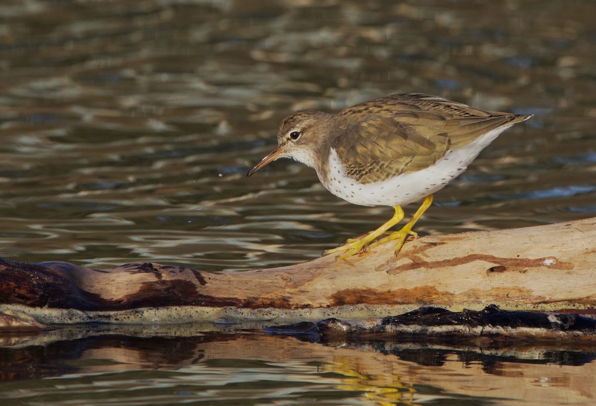 Spotted Sandpiper - Pair of Wing-Nuts