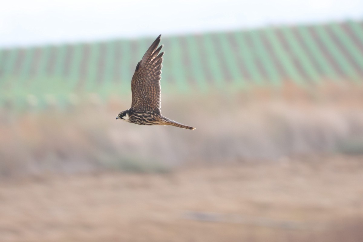 Eurasian Hobby - Adam Rosenfeld