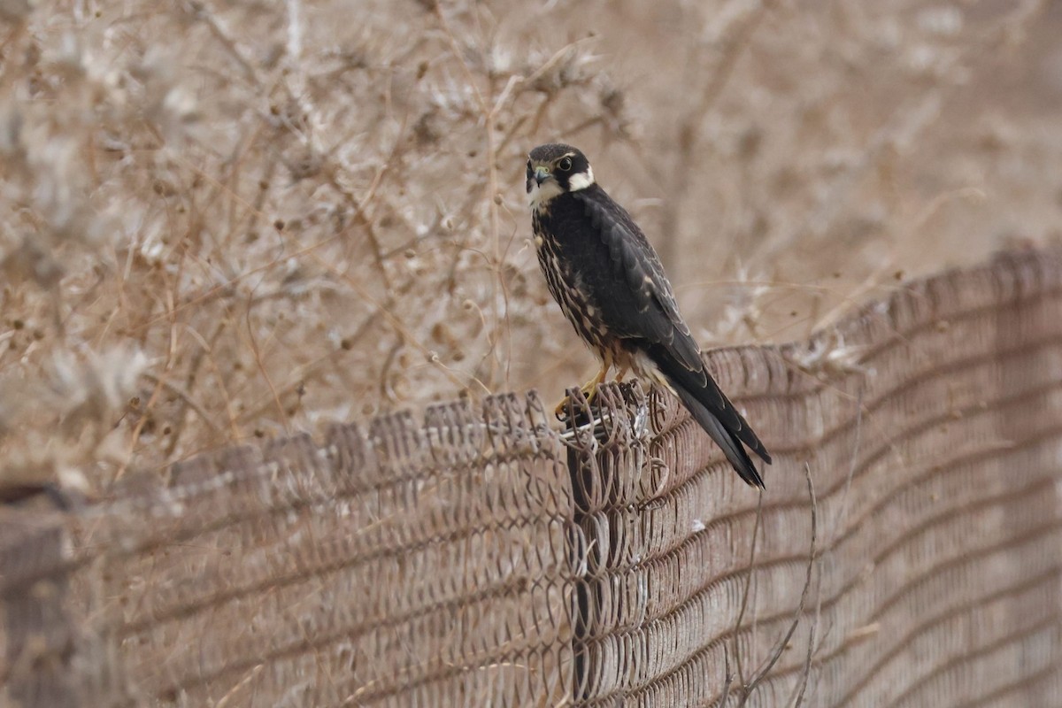 Eurasian Hobby - ML611077221