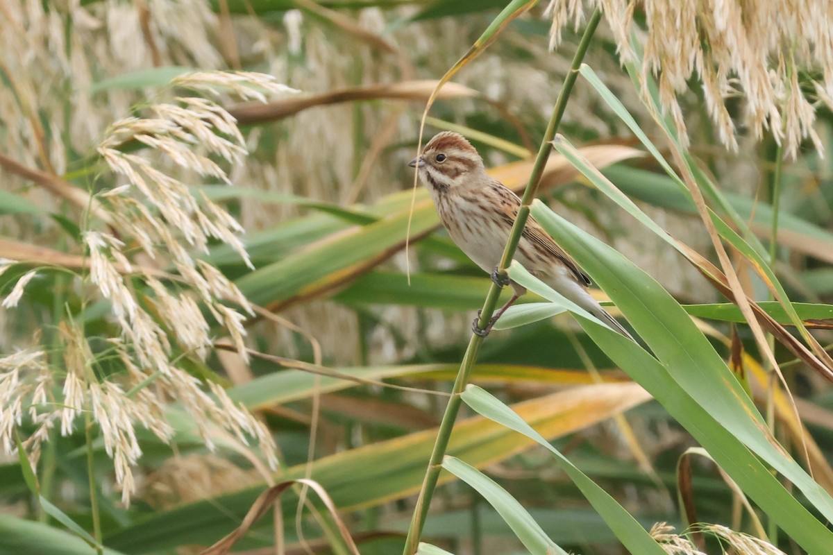 Reed Bunting - ML611077222