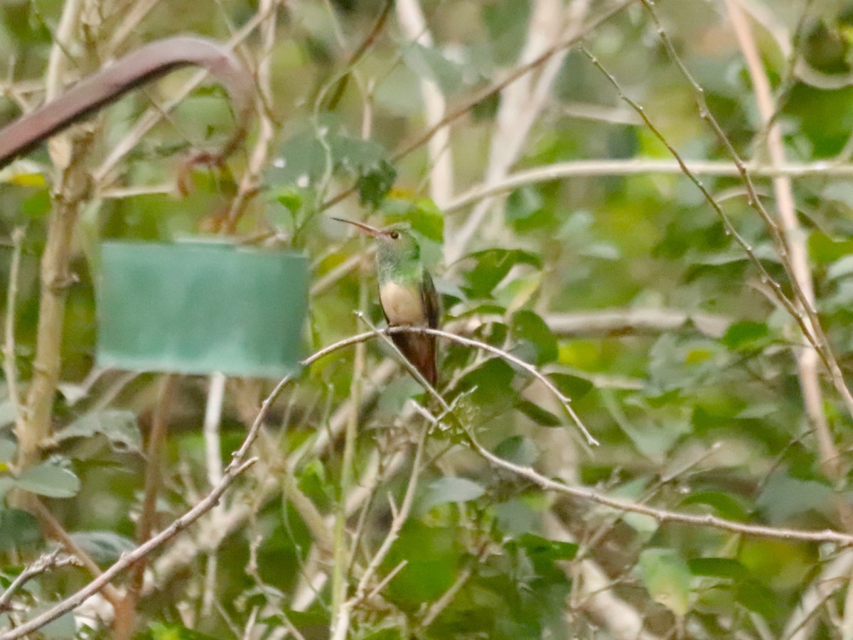 Buff-bellied Hummingbird - ML611077322