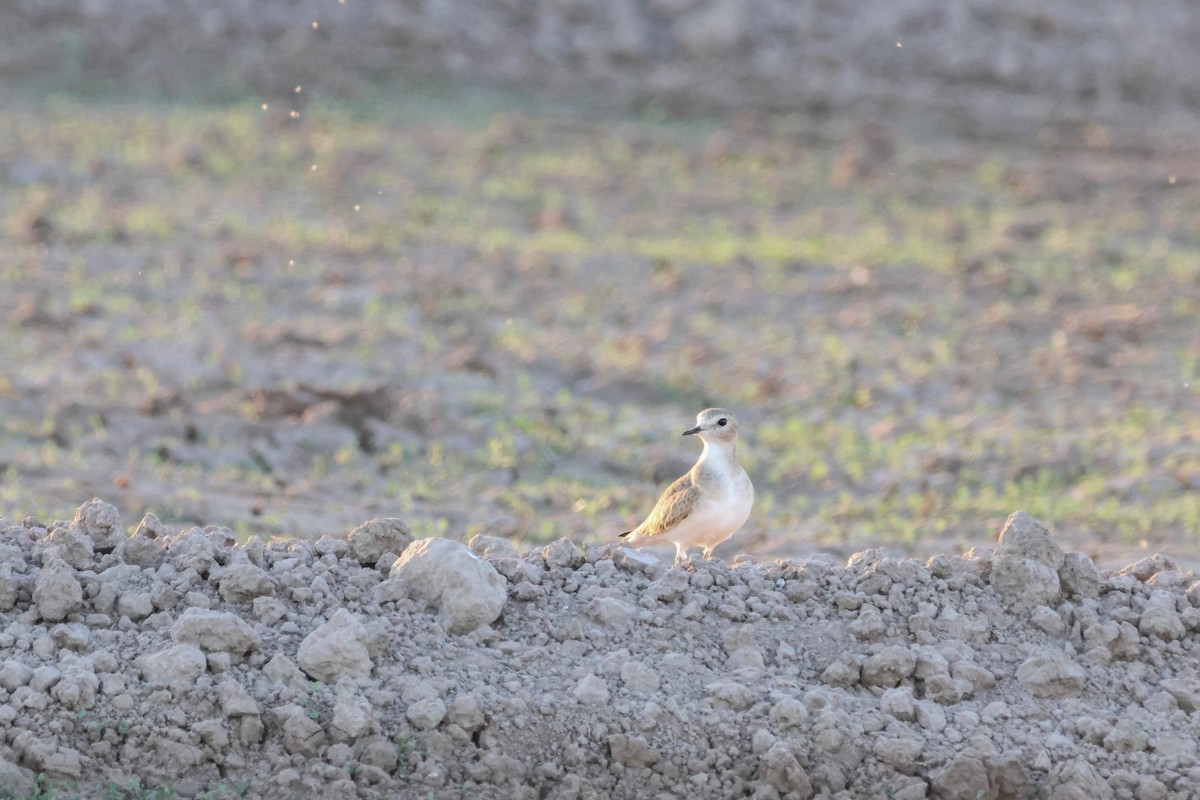 Mountain Plover - Dan Hayes