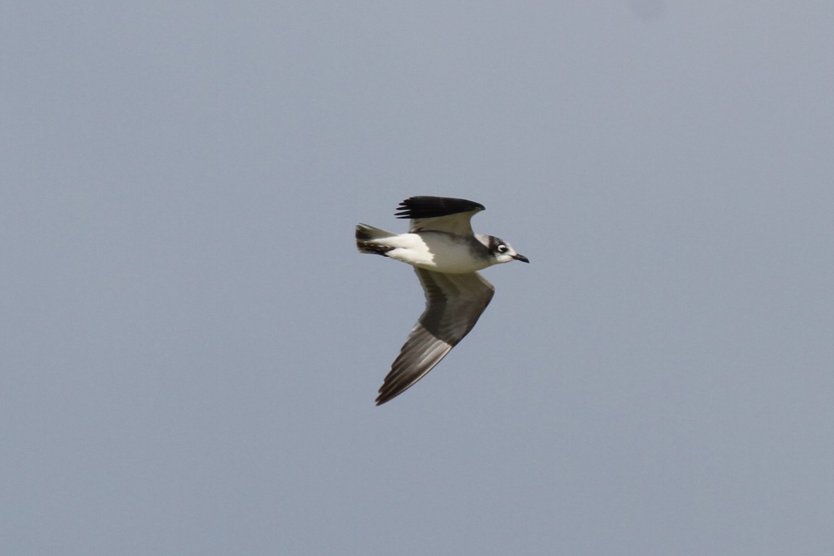 Franklin's Gull - Nathaniel Watkins