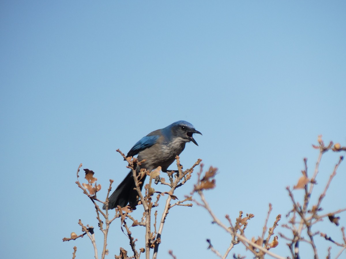 Woodhouse's Scrub-Jay - Drake Bowser