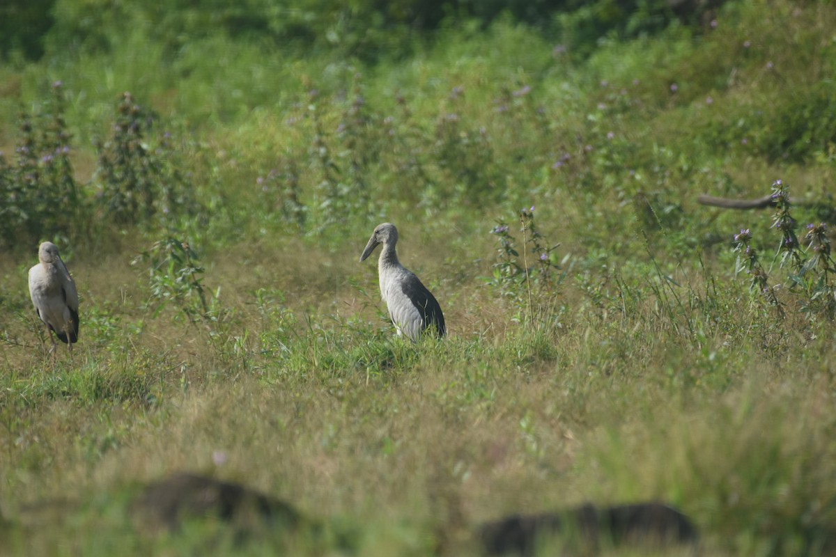 Asian Openbill - ML611077551