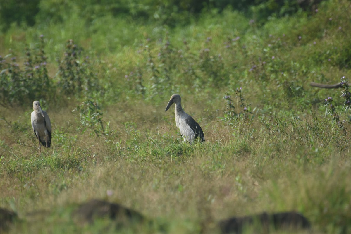 Asian Openbill - ML611077554