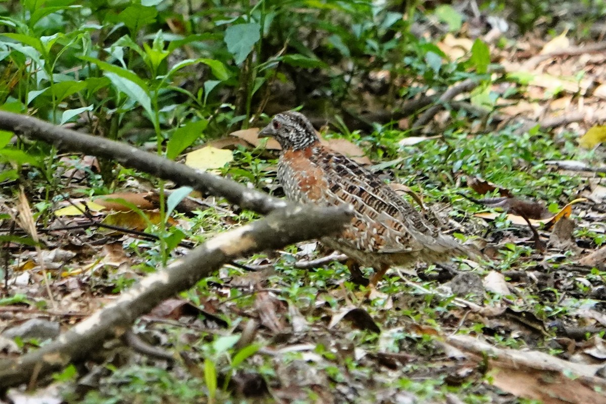 Painted Buttonquail - ML611077606